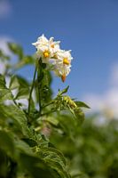 White blossom potato plant