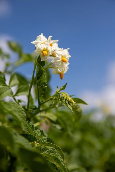 Weiß blühende Kartoffelpflanze von Antsje Cnossen
