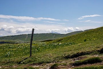 Vercors sur ton vogels