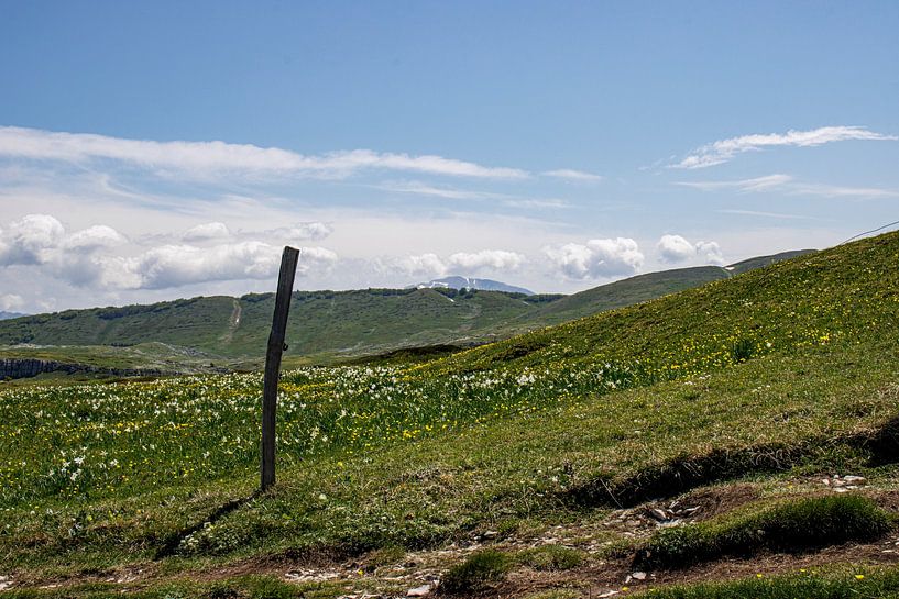 Vercors par ton vogels