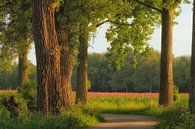 Poppy Field by Moetwil en van Dijk - Fotografie thumbnail