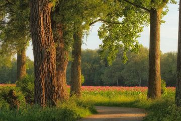 Champ de coquelicots sur Moetwil en van Dijk - Fotografie