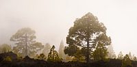 Fog forest III