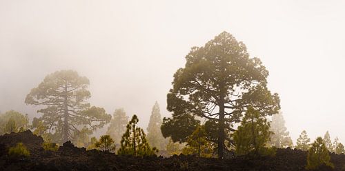 Fog forest III
