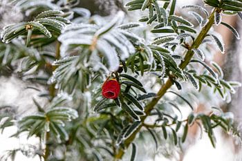 Rote Beere im Nadelbaum