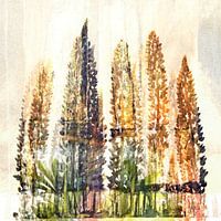 Lupines