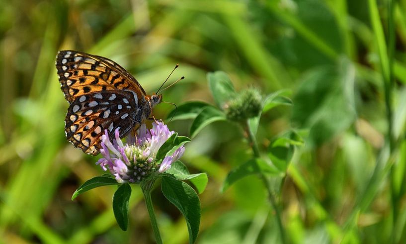 Un papillon sur une fleur de trèfle par Claude Laprise