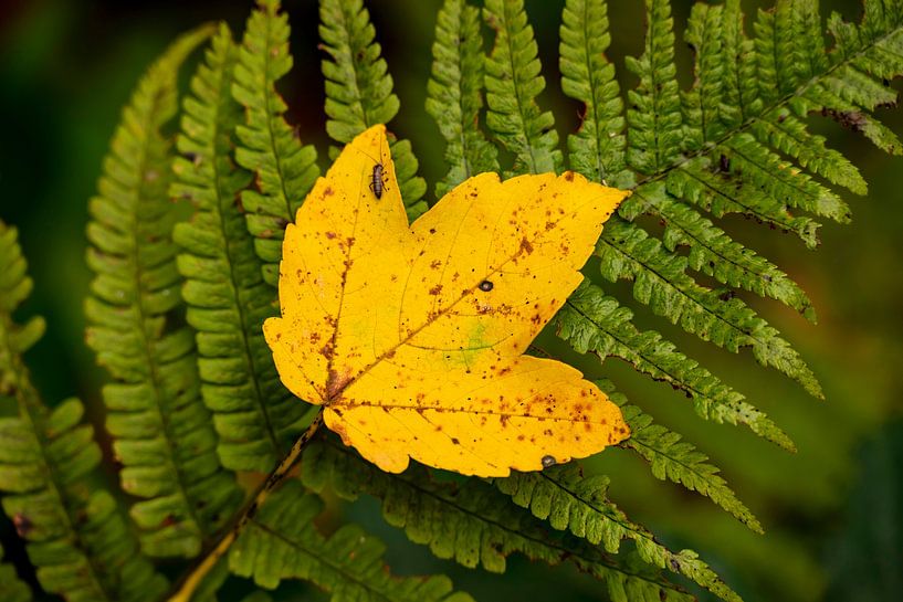 Autumn maple leaf on a fern frond by ViaMapia