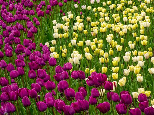 In Lisse, Niederlande, blühen farbenprächtige Tulpenfelder