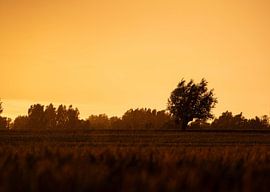Nur im Sommerregen von Alle Kuperus