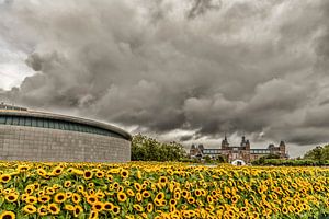 Sonnenblumen und das Rijksmuseum in Amsterdam