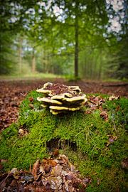 Kiefernfußpilz von Alexander van der Molen
