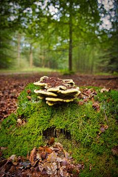 Kiefernfußpilz