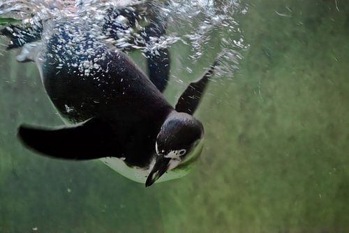 pinguïn zwemt in groen water (in de waterkolom), valpinguïn zwemt in groen water (in de waterkolom),