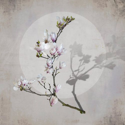 Magnolia met schaduw. Taupe. Roze.