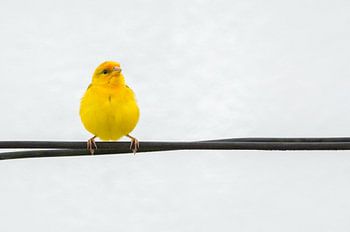Bruant safrané commun (Sicalis flaveola) sur ligne électrique
