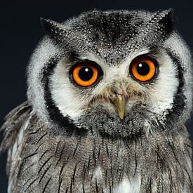 African white-face dwarf owl by Fronika Westenbroek