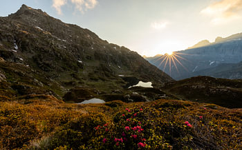 Alpenzonsondergang met alpenrozen en bergmeren