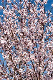 Lenteontwaken: kersenbloesem van Dieter Walther