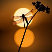 Dubbele zon