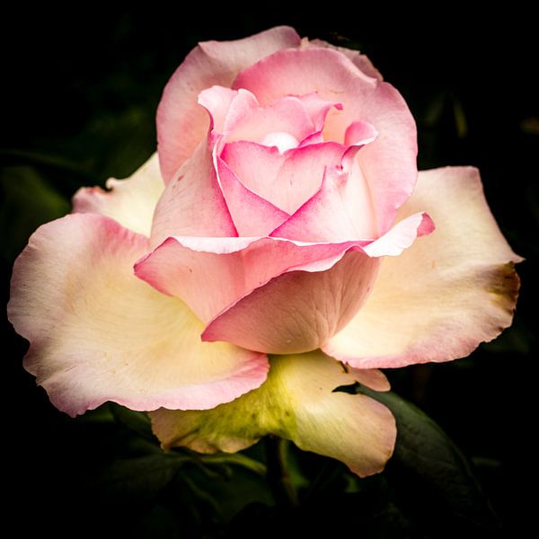 Blossom Pink rose by Dieter Walther