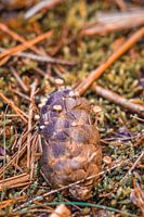 Zapfenfrucht (Kiefernzapfen)