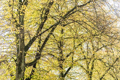 Herfst in de binnenstad van Den Bosch