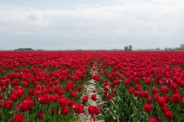 heel groot veld met ride tulpen