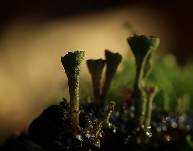 Coupe verte de champignons par Pim van der Horst
