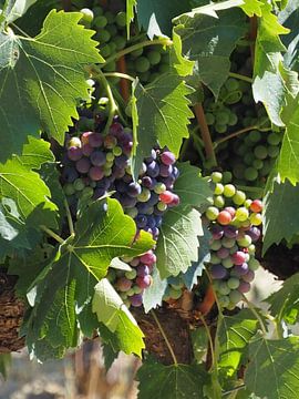 De druiven krijgen kleur van Annie Lausberg-Pater