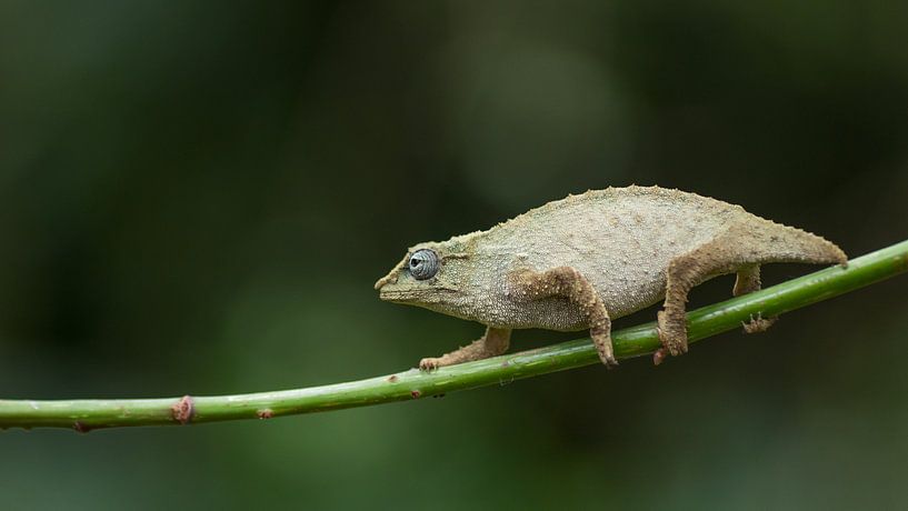 Kameleon van Ronald Zimmerman