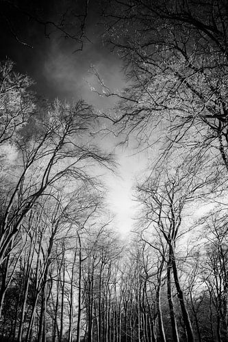 Magical trees against dramatic sky black-and-white infrared