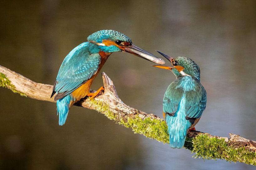 A kingfisher couple by Jim De Sitter