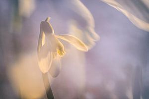 Macro photographie de perce-neige en style aquarelle