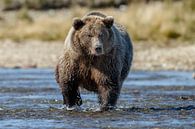 Grizzly beer jagend  van Menno Schaefer thumbnail