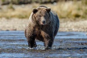 Grizzly beer jagend 