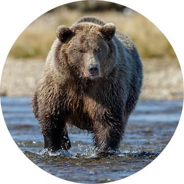 Grizzly beer jagend  van Menno Schaefer