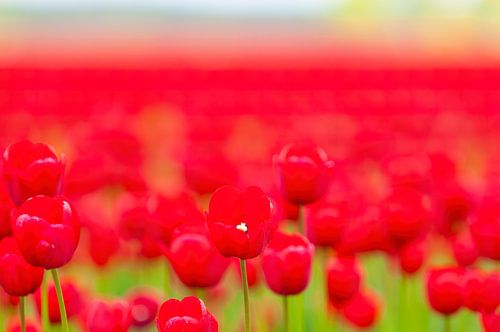 Rode tulpen in een veld tijdens de lente