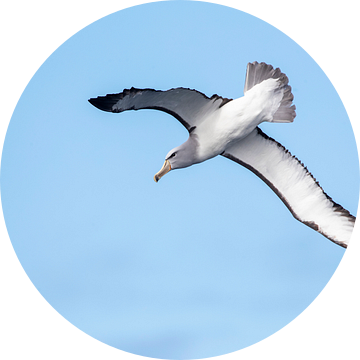 Salvin's Albatros, Thalassarche salvini van Beschermingswerk voor aan uw muur