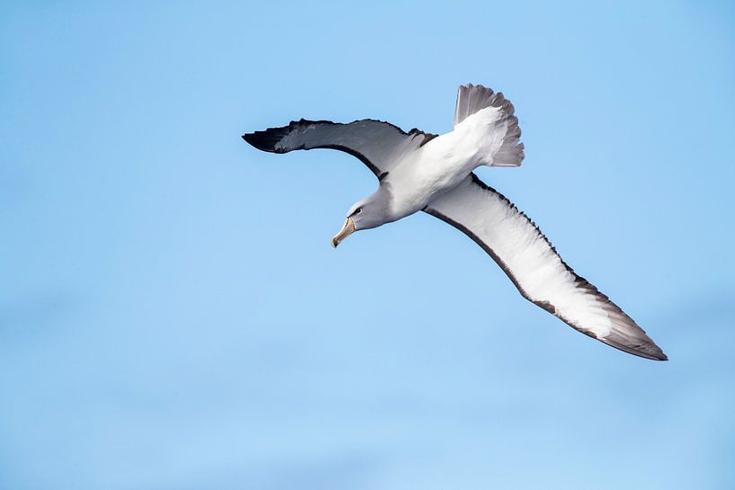 Albatros de Salvin, Thalassarche salvini par Beschermingswerk voor aan uw muur