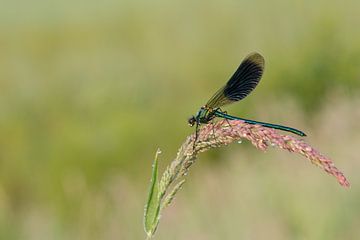 banded demoiselle sur Arien Linge