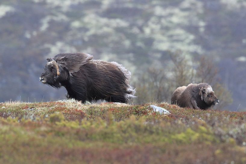 Musk Ox Dovrefjell, Norway by Frank Fichtmüller
