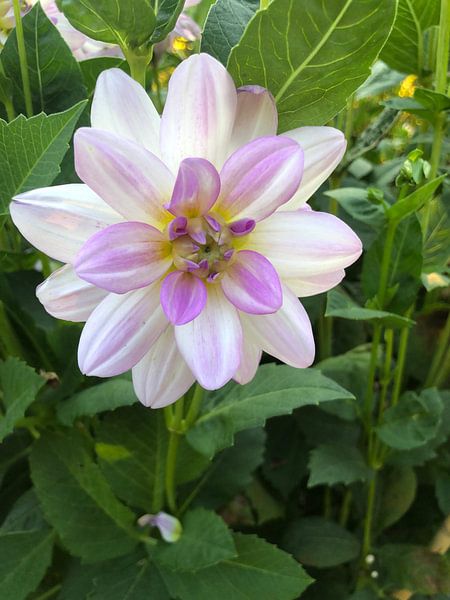 Dahlia by tania mol