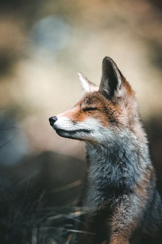 The fox in the spotlight