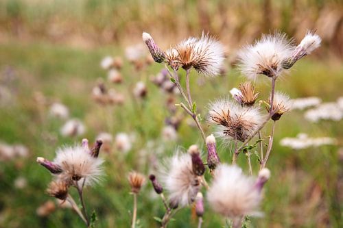 Mariendistel im Spätsommer von Whispering Fields Hageland