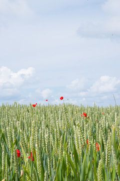 And then 1 poppy sticks out stubbornly above the cornfield by Annelies Martinot