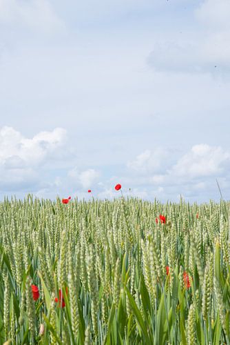 En dan steekt er 1 klaproos eigenwijs boven het korenveld uit