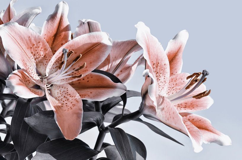 Lily by Violetta Honkisz