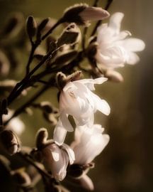 Magnolia II sur Saskia Schotanus