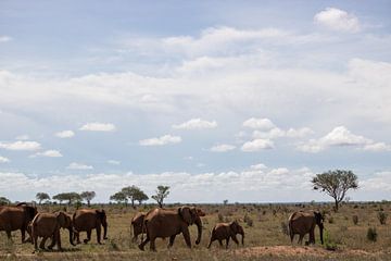 Herd of elephants in the savannah Kenya, Africa by Fotos by Jan Wehnert
